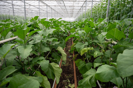 Dutch organic greenhouse farm with rows of eggplants plants with ripe violet vegetables and purple...