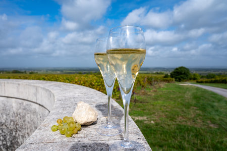 Tasting of grand cru sparkling white wine with bubbles champagne on chardonnay vineyards in Avize, Ay grand cru wine producer small village, Cote des Blancs, Champagne, Franceの写真素材