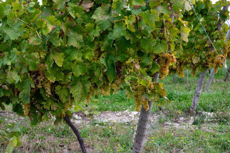 Harvest time on vineyards of Cognac white wine region, Charente, ripe ready to harvest ugni blanc grape uses for Cognac strong spirits distillation, Franceの写真素材