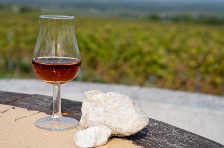 Tasting of Cognac strong alcohol drink in Cognac region, Grand Champagne, Charente with rows of ripe ready to harvest ugni blanc grape on background uses for spirits distillation, Franceの写真素材