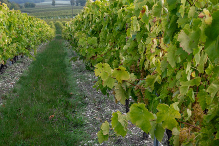 Harvest time on vineyards of Cognac white wine region, Charente, ripe ready to harvest ugni blanc grape uses for Cognac strong spirits distillation, Franceの写真素材