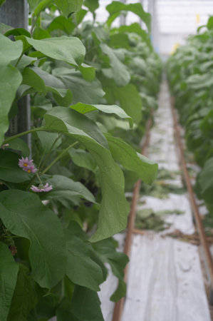Dutch organic greenhouse farm with rows of eggplants plants with ripe violet vegetables and purple flowers, agriculture in Netherlandsの写真素材