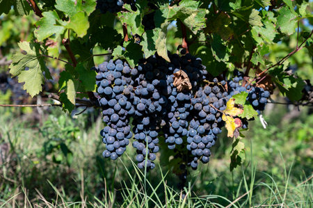 Vineyards in Pauillac village with rows of ripe red Cabernet Sauvignon grape variety of Haut-Medoc vineyards in Bordeaux, left bank of Gironde Estuary, France, ready to harvestの写真素材