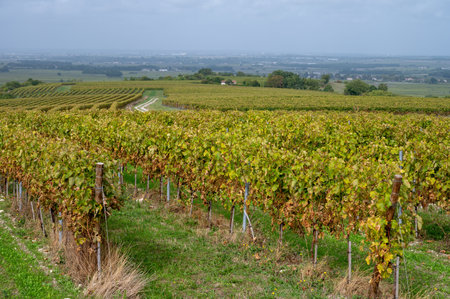 Harvest time in Cognac white wine region, Charente, vineyards with rows of ripe ready to harvest ugni blanc grape uses for Cognac strong spirits distillation, France, Grand Champagneの写真素材