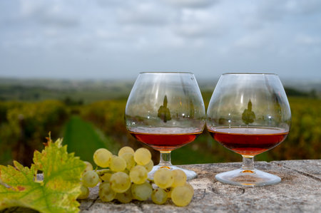 Tasting of Cognac strong alcohol drink in Cognac region, Grand Champagne, Charente with rows of ripe ready to harvest ugni blanc grape on background uses for spirits distillation, Franceの写真素材
