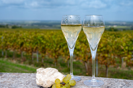 Tasting of grand cru sparkling white wine with bubbles champagne on chardonnay vineyards in Avize, Ay grand cru wine producer small village, Cote des Blancs, Champagne, Franceの写真素材