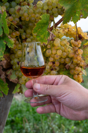 Tasting of Cognac strong alcohol drink in Cognac region, Grand Champagne, Charente with ripe ready to harvest ugni blanc grape on background uses for spirits distillation, Franceの写真素材
