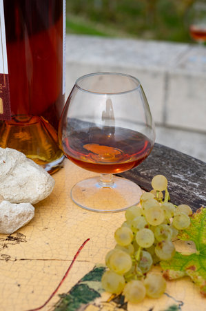 Tasting of Cognac strong alcohol drink in Cognac region, Grand Champagne, Charente with rows of ripe ready to harvest ugni blanc grape on background uses for spirits distillation, Franceの写真素材