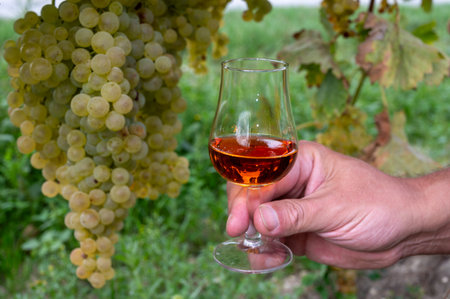 Tasting of Cognac strong alcohol drink in Cognac region, Grand Champagne, Charente with ripe ready to harvest ugni blanc grape on background uses for spirits distillation, Franceの写真素材