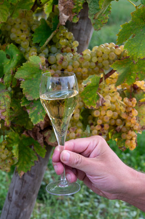 Tasting of grand cru sparkling white wine with bubbles champagne on chardonnay vineyards in Avize, Ay grand cru wine producer small village, Cote des Blancs, Champagne, Franceの写真素材
