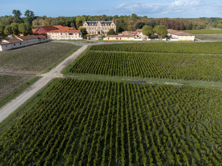 Aerial view on left bank of Gironde Estuary with green vineyards with red Cabernet Sauvignon grape variety of famous Haut-Medoc red wine making region in Margaux, Bordeaux, Franceの写真素材