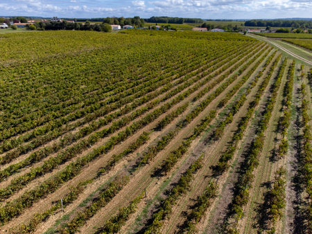 Aerial view, harvest time on vineyards of Cognac white wine region, Charente, ripe ready to harvest ugni blanc grape uses for Cognac strong spirits distillation, Franceの写真素材