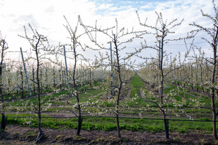 Organic farming in Netherlands, rows of white blossoming pear trees on fruit orchards in Zeelandの写真素材
