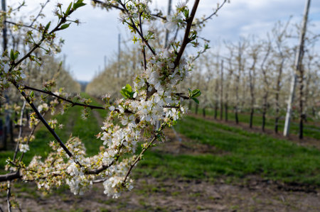 Organic farming in Netherlands, rows of white blossoming pear trees on fruit orchards in Zeelandの写真素材