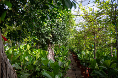 Cultivation of differenent green tropical and exotic indoor palms and evergreen plants in glasshouse in Westland, North Holland, Netherlands. Tropical flora industry.の写真素材