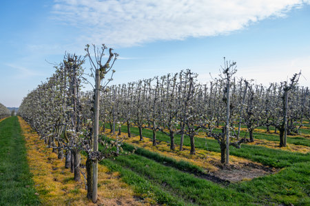 Organic farming in Netherlands, rows of white blossoming pear trees on fruit orchards in Zeelandの写真素材