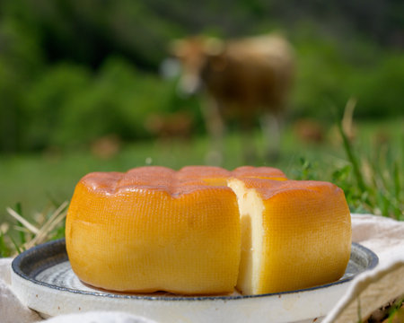 Spanish smoked hard cheese from Pria, made by rural dairy farmers in Asturias, Spain from pasteurized cow's milk or blended with goat or sheep milk in Picos de Europa. View on cows and pasture.の写真素材