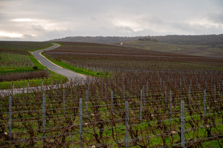Winter time on Champagne grand cru vineyards near Verzenay and Mailly, rows of old grape vines without leaves, green grass, wine making in Franceの写真素材