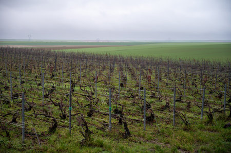 Winter time on Champagne grand cru vineyards near Ambonnay village, rows of old grape vines without leaves, green grass, wine making in Franceの写真素材
