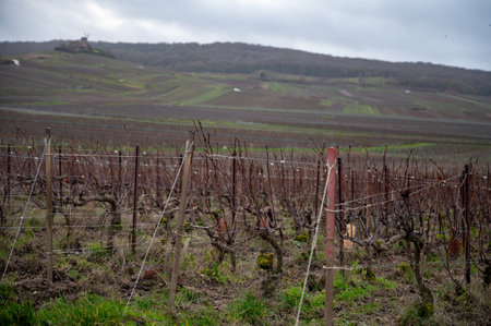 Winter time on Champagne grand cru vineyards near Verzenay and Mailly, rows of old grape vines without leaves, green grass, wine making in Franceの写真素材