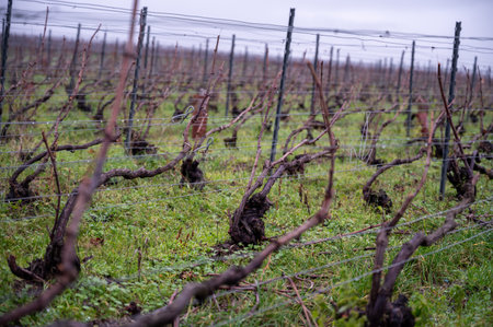 Winter time on Champagne grand cru vineyards near Ambonnay village, rows of old grape vines without leaves, green grass, wine making in Franceの写真素材