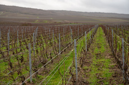 Winter time on Champagne grand cru vineyards near Verzenay and Mailly, rows of old grape vines without leaves, green grass, wine making in Franceの写真素材
