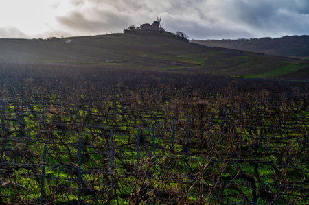 Winter time on Champagne grand cru vineyards near Verzenay and Mailly, rows of old grape vines without leaves, green grass, wine making in Franceの写真素材