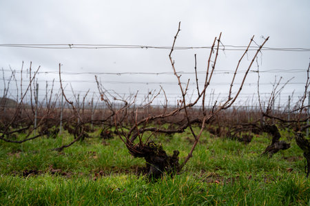 Winter time on Champagne grand cru vineyards near Ambonnay village, rows of old grape vines without leaves, green grass, wine making in Franceの写真素材