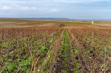 Winter time on Champagne grand cru vineyards near Verzenay and Mailly, rows of old grape vines without leaves, green grass, wine making in Franceの写真素材