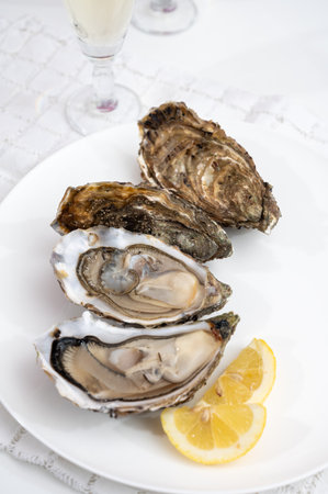 Fresh big alive French, Dutch, Pacific or Japanese oysters molluscs, size number 1, served with fresh lemon, raw sea foodの写真素材