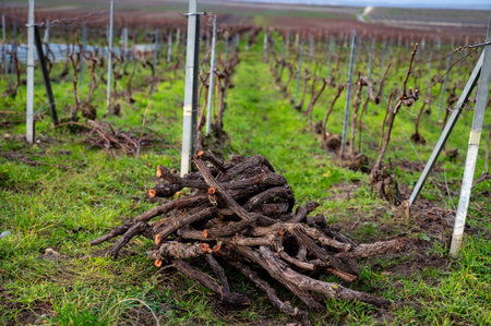 Pruned grapevines, winter time on Champagne grand cru vineyards near Verzenay and Mailly, rows of old grape vines without leave, wine making in Franceの写真素材