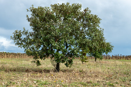Truffle farm, cultivation of black winter Perigord truffles mushrooms, Tuber melanosporum, oak plantation, truffle hunting in winter on fields with oak treesの写真素材