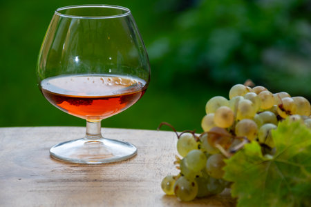 Outdoor tasting of Cognac strong alcohol drink in Cognac region, Charente with bunch of ripe ugni blanc grapes on background uses for spirits distillation and green grass, Franceの写真素材