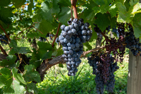 Vineyards near St. Emilion town, production of red Bordeaux wine, Merlot or Cabernet Sauvignon grapes on cru class vineyards in Saint-Emilion wine making region, France, Bordeaux in autumnの写真素材
