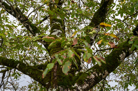 Plantation of high-quality PDO certified walnuts trees in Perigord Limousin Regional Natural Park, Dordogne, France in summerの写真素材