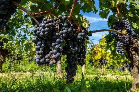 Vineyards near St. Emilion town, production of red Bordeaux wine, Merlot or Cabernet Sauvignon grapes on cru class vineyards in Saint-Emilion wine making region, France, Bordeaux in autumnの写真素材