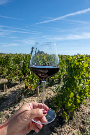 Tasting of red Bordeaux wine, Merlot or Cabernet Sauvignon red wine grapes on cru class vineyards in Pomerol, Saint-Emilion wine making region, France, Bordeauxの写真素材