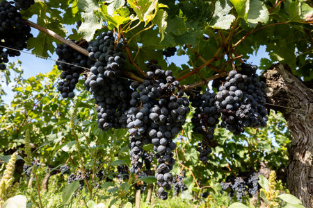 Vineyards near St. Emilion town, production of red Bordeaux wine, Merlot or Cabernet Sauvignon grapes on cru class vineyards in Saint-Emilion wine making region, France, Bordeaux in autumnの写真素材