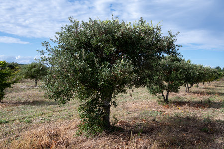 Truffle farm, cultivation of black winter Perigord truffles mushrooms, Tuber melanosporum, oak plantation, truffle hunting in winter on fields with oak treesの写真素材