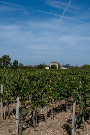 Harvest of grapes in Pomerol village, production of red Bordeaux wine, Merlot or Cabernet Sauvignon grapes on cru class vineyards in Pomerol, Saint-Emilion wine making region, France, Bordeauxの写真素材