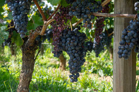 Vineyards near St. Emilion town, production of red Bordeaux wine, Merlot or Cabernet Sauvignon grapes on cru class vineyards in Saint-Emilion wine making region, France, Bordeaux in autumnの写真素材