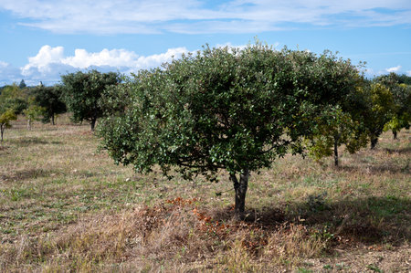 Truffle farm, cultivation of black winter Perigord truffles mushrooms, Tuber melanosporum, oak plantation, truffle hunting in winter on fields with oak treesの写真素材