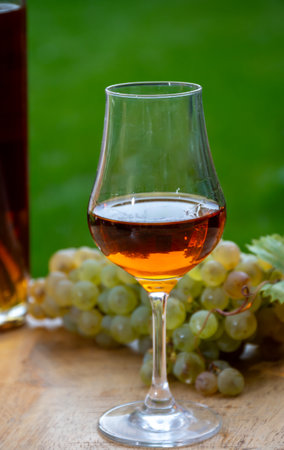 Outdoor tasting of Cognac strong alcohol drink in Cognac region, Charente with bunch of ripe ugni blanc grapes on background uses for spirits distillation and green grass, Franceの写真素材