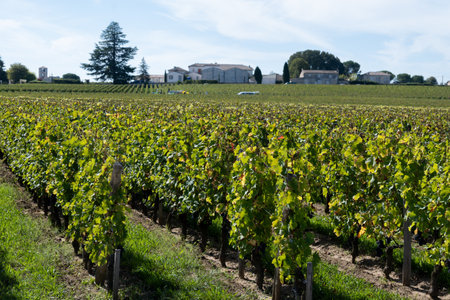 Vineyards near St. Emilion town, production of red Bordeaux wine, Merlot or Cabernet Sauvignon grapes on cru class vineyards in Saint-Emilion wine making region, France, Bordeaux in autumnの写真素材