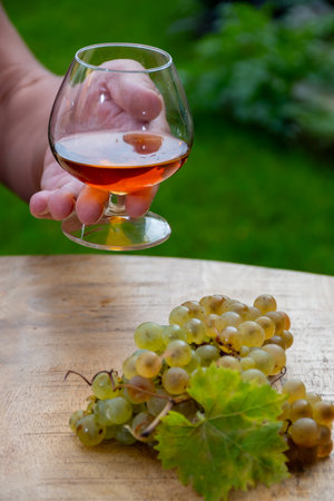 Outdoor tasting of Cognac strong alcohol drink in Cognac region, Charente with bunch of ripe ugni blanc grapes on background uses for spirits distillation and green grass, Franceの写真素材