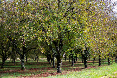 Plantation of high-quality PDO certified walnuts trees in Perigord Limousin Regional Natural Park, Dordogne, France in summerの写真素材