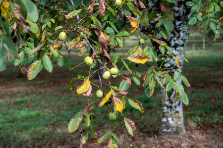 Plantation of high-quality PDO certified walnuts trees in Perigord Limousin Regional Natural Park, Dordogne, France in summerの写真素材