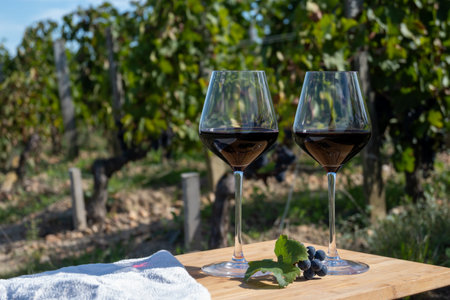 Tasting of red Bordeaux wine, Merlot or Cabernet Sauvignon red wine grapes on cru class vineyards in Pomerol, Saint-Emilion wine making region, France, Bordeauxの写真素材