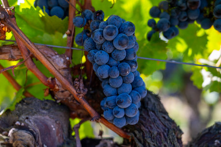 Ripe Merlot or Cabernet Sauvignon red wine grapes ready to harvest in Pomerol, Saint-Emilion wine making region, France, Bordeauxの写真素材