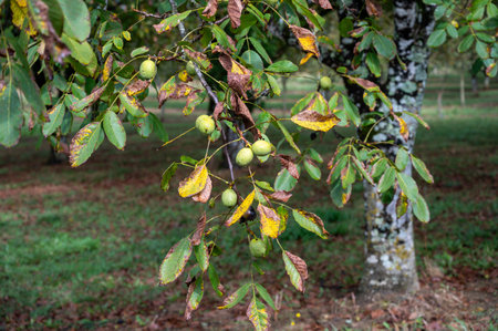 Plantation of high-quality PDO certified walnuts trees in Perigord Limousin Regional Natural Park, Dordogne, France in summerの写真素材